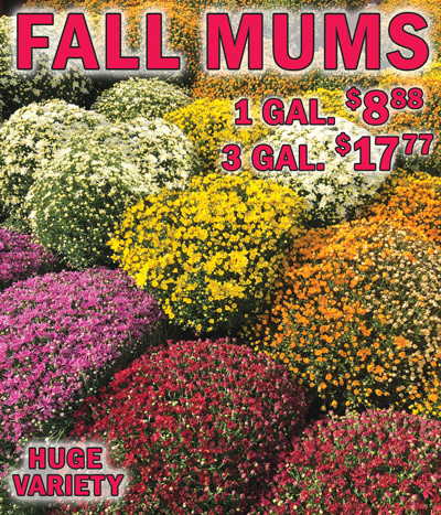 Fall Mums, 1 gallon $8.88 each, 3 gallons $17.77 each, huge variety