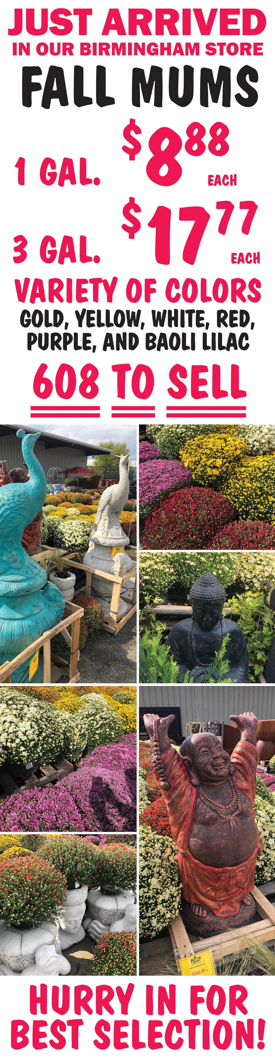 Just arrived in our Birmingham store, Fall Mums, 1 gallon $8.88 each, 3 gallons $17.77 each, variety of colors gold, yellow, white, red, purple, and baoli lilac, 608 to sell, hurry in for best selection