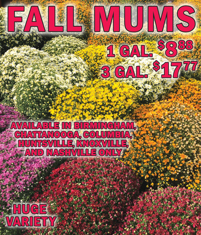 Fall Mums, 1 gallon $8.88 each, 3 gallons $17.77 each, huge variety